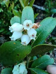 Gaultheria insana
