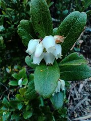 Gaultheria insana