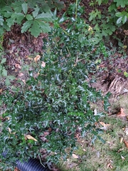 Ilex cornuta