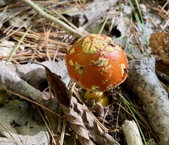Amanita flavoconia