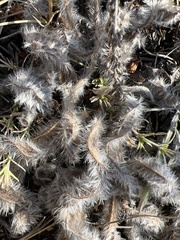Phacelia