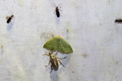 Thalera pistasciaria