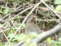 Sylvilagus bachmani