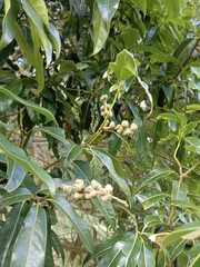 Lithocarpus hancei