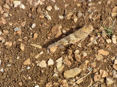 Trimerotropis pallidipennis