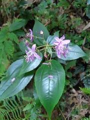 Bredia quadrangularis