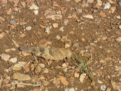 Trimerotropis pallidipennis