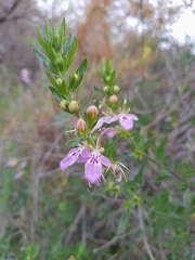 Teucrium bicolor