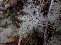 Cladonia portentosa