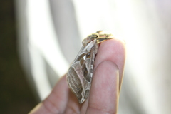 Sthenopis argenteomaculatus