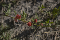 Sphaeralcea chenopodifolia