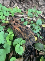Incilius porteri
