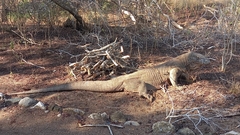 Varanus komodoensis