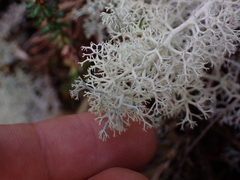 Cladonia portentosa
