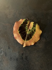 Pyrus