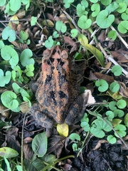 Incilius porteri
