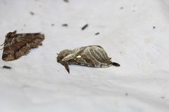 Sthenopis argenteomaculatus