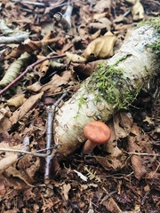Lactarius rufus
