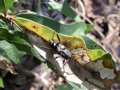 Neoclytus scutellaris