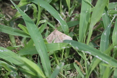 Frederickia s-signata