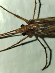 Halesus