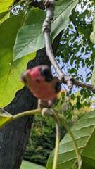 Phyllocnistis magnoliella