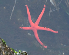 Henricia