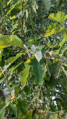 Phyllocnistis magnoliella