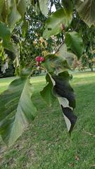 Phyllocnistis magnoliella