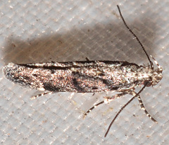 Aristotelia rubidella