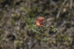 Sphaeralcea chenopodifolia