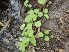 Hydrocotyle verticillata