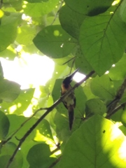 Pteroglossus torquatus