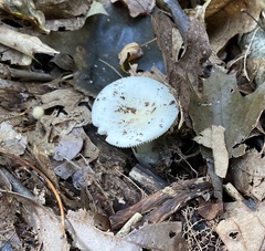 Russula crustosa