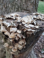 Merulius tremellosus
