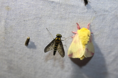 Chrysopilus thoracicus