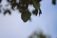 Eucalyptus platyphylla