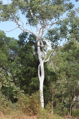 Eucalyptus platyphylla