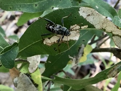 Neoclytus scutellaris