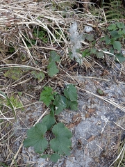 Eriocapitella vitifolia