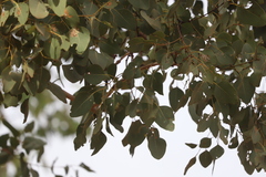 Eucalyptus platyphylla