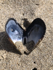 Mytilus californianus