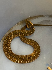 Nerodia fasciata pictiventris