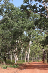 Eucalyptus platyphylla
