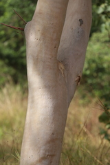 Eucalyptus platyphylla