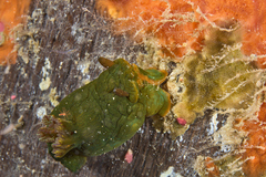 Tambja dracomus