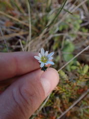 Gentiana douglasiana