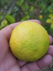 Citrus × aurantiifolia