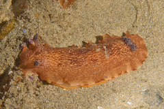 Aphelodoris rossquicki