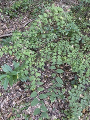 Planera aquatica